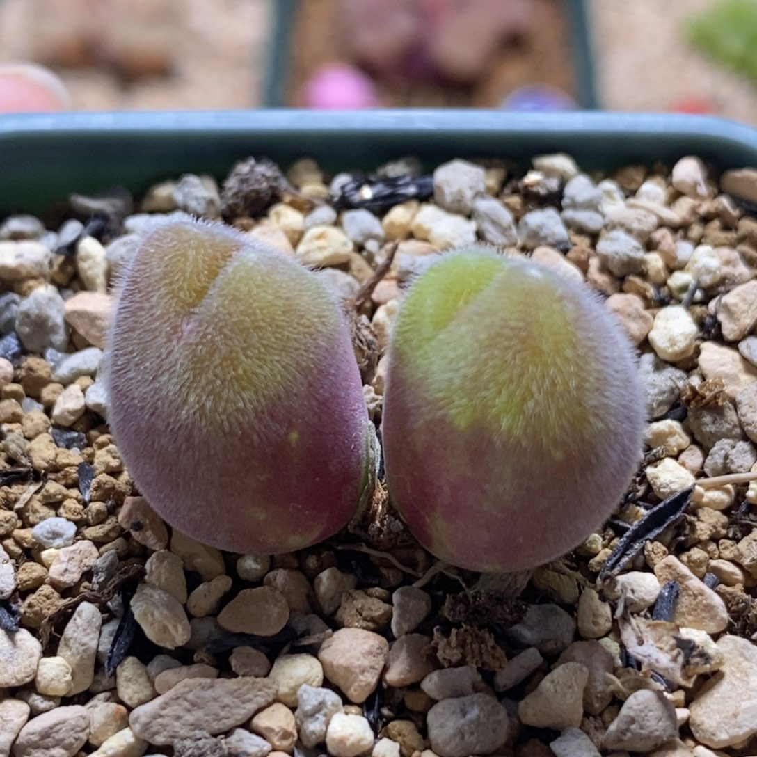 好看好看好看的长毛