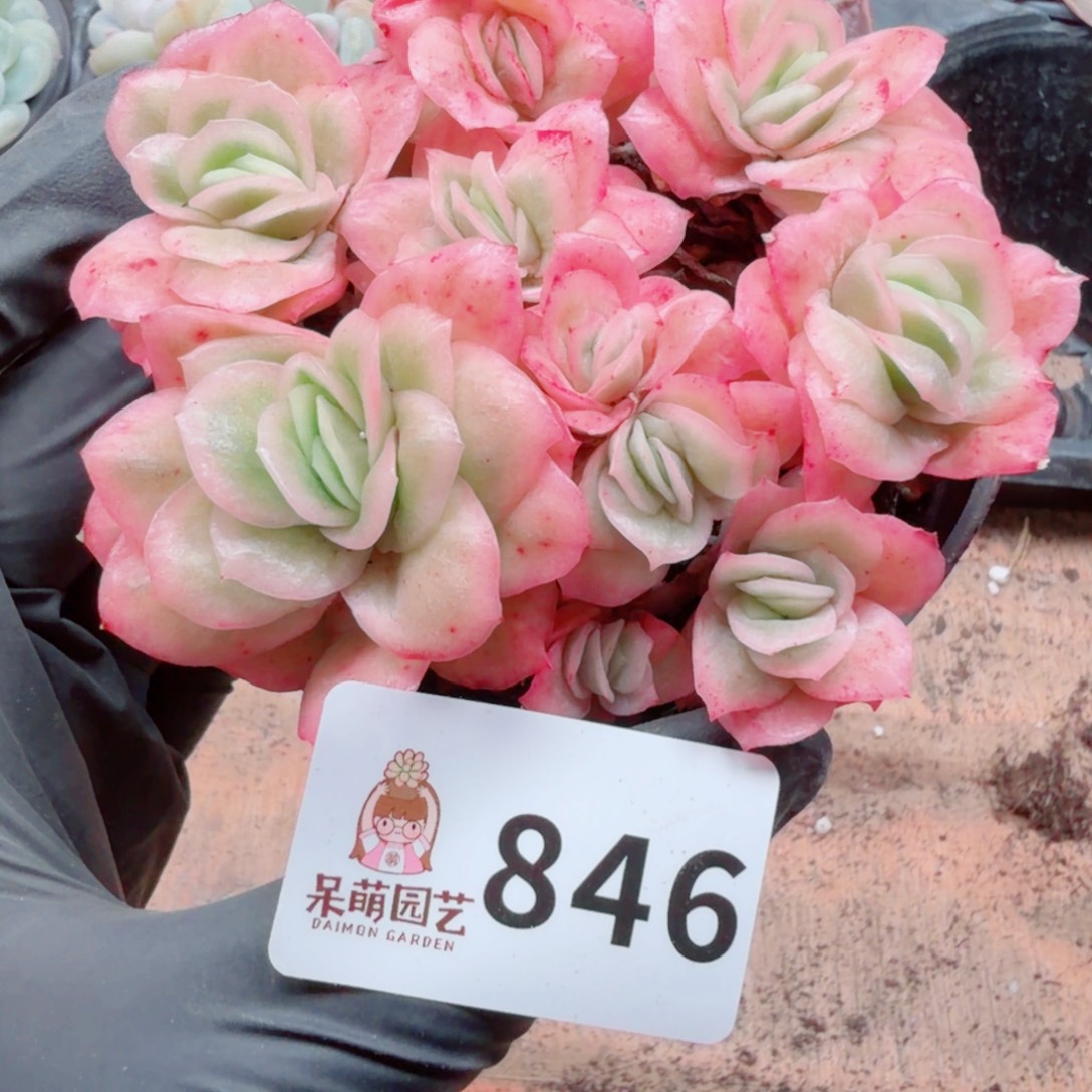 多肉植物多肉植物