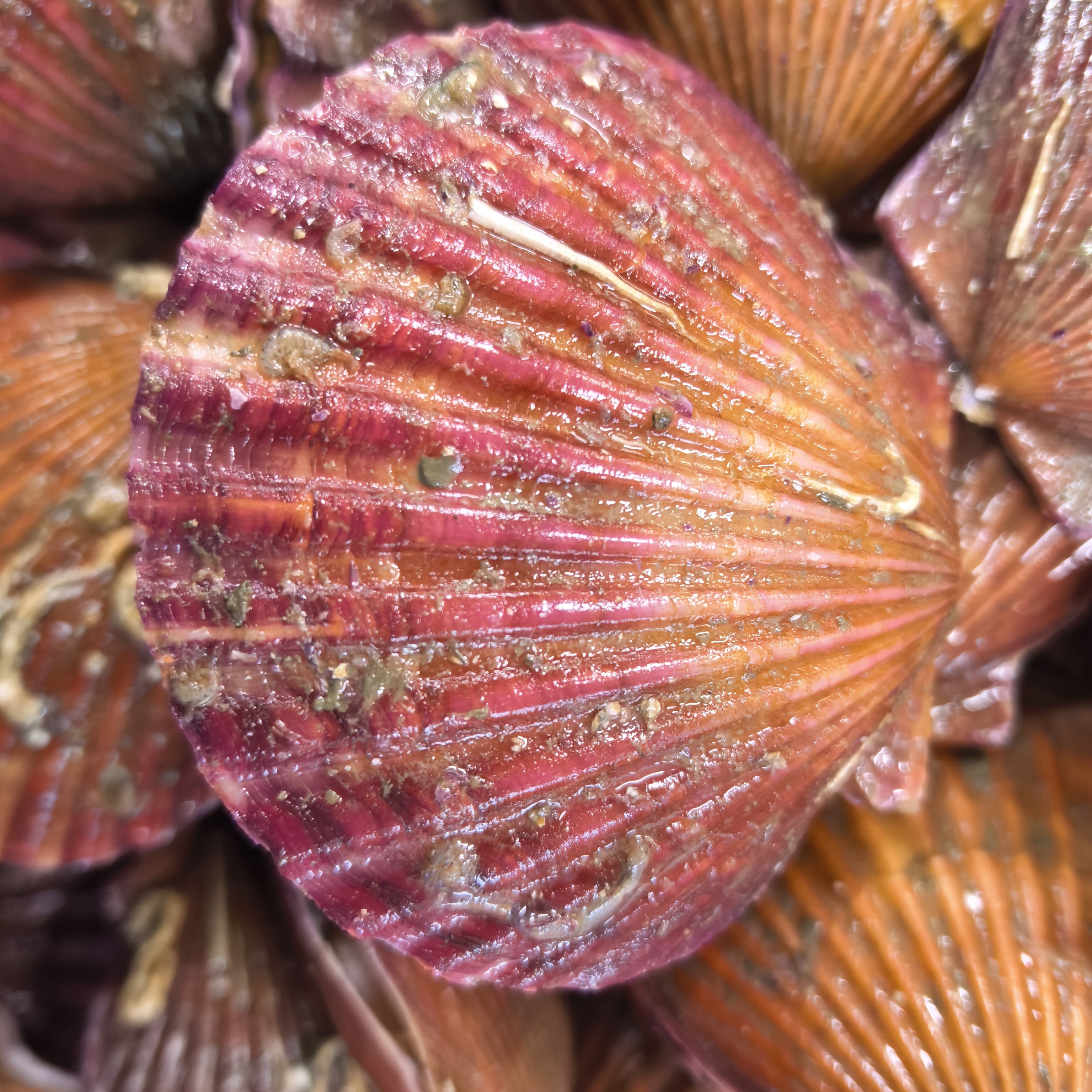 [2]小富生鲜扇贝3斤9.9