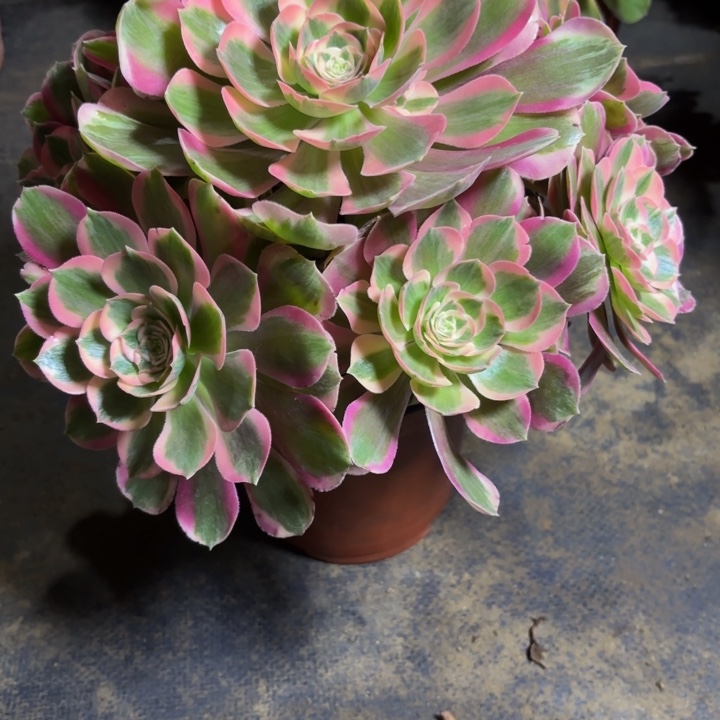 瑞妈，。。。。。。071女郎，有断，