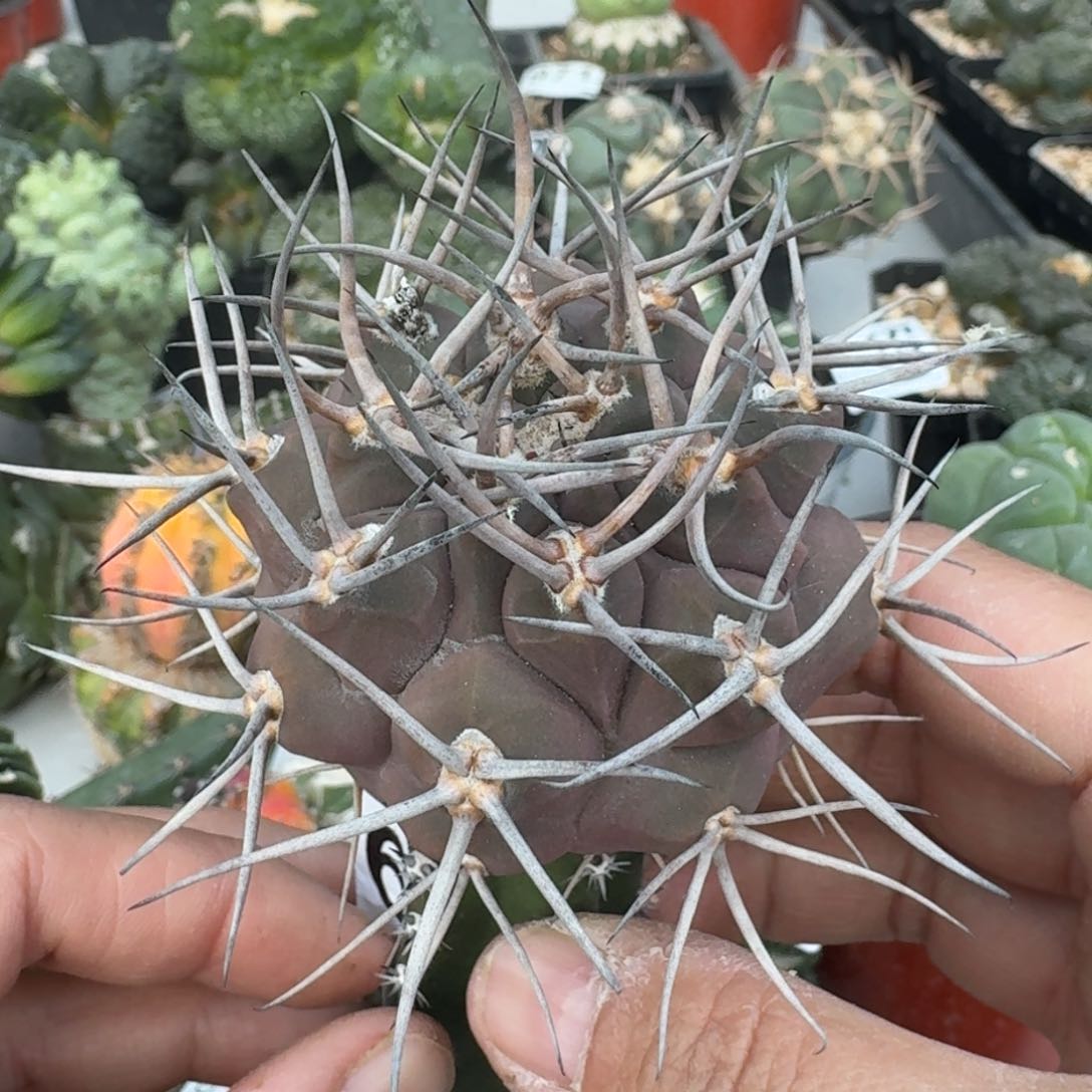 【闪购商品】首金摩天龙苗接