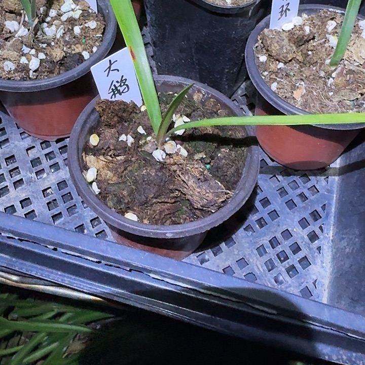 大鹅朱顶红一棵1.0