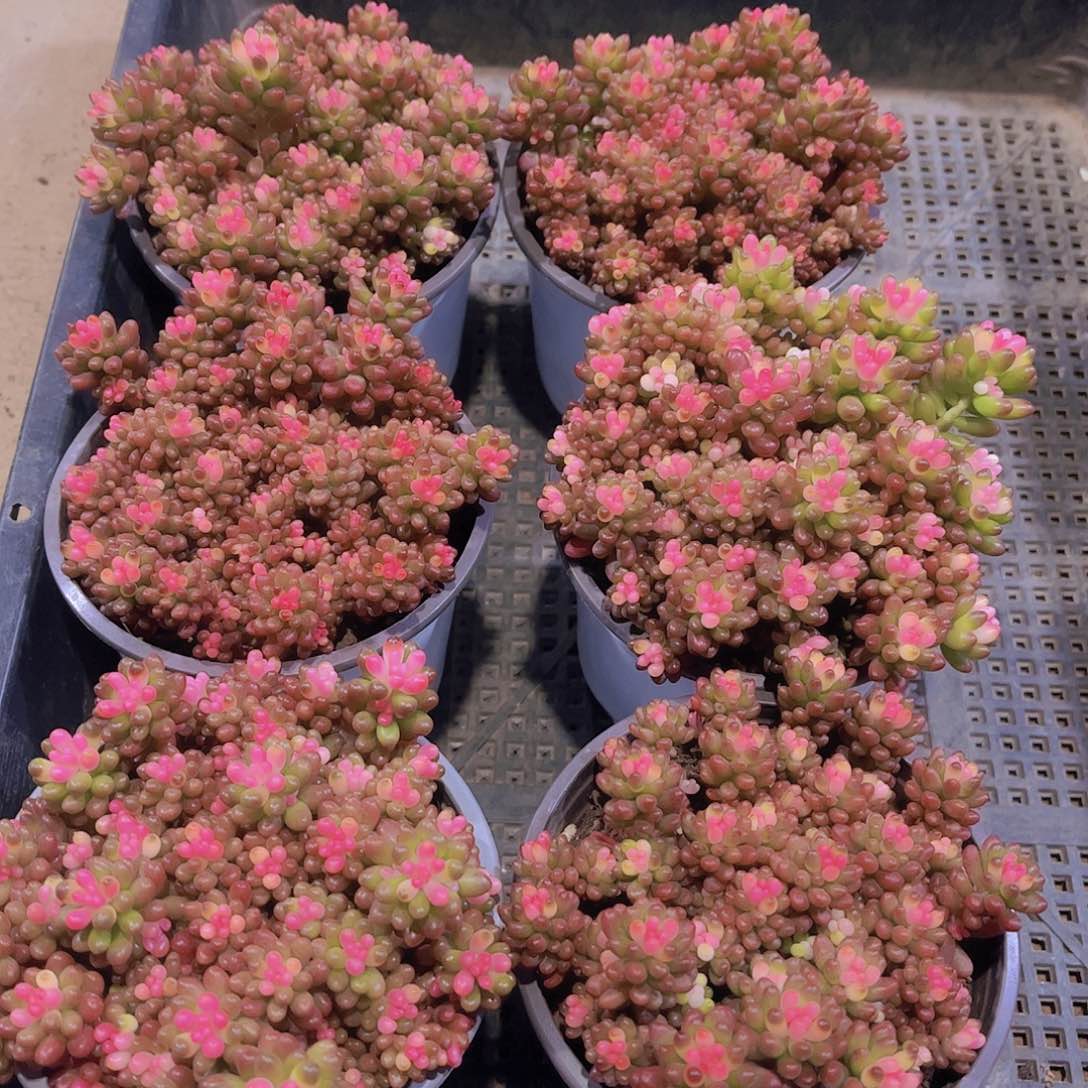 多肉034多肉植物