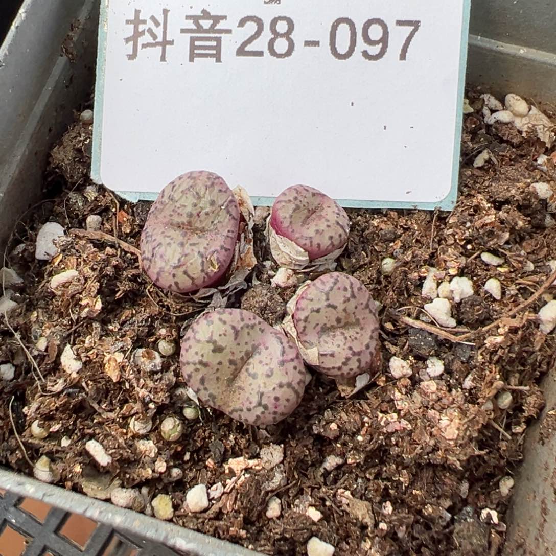 28-97肉锥多肉植物，