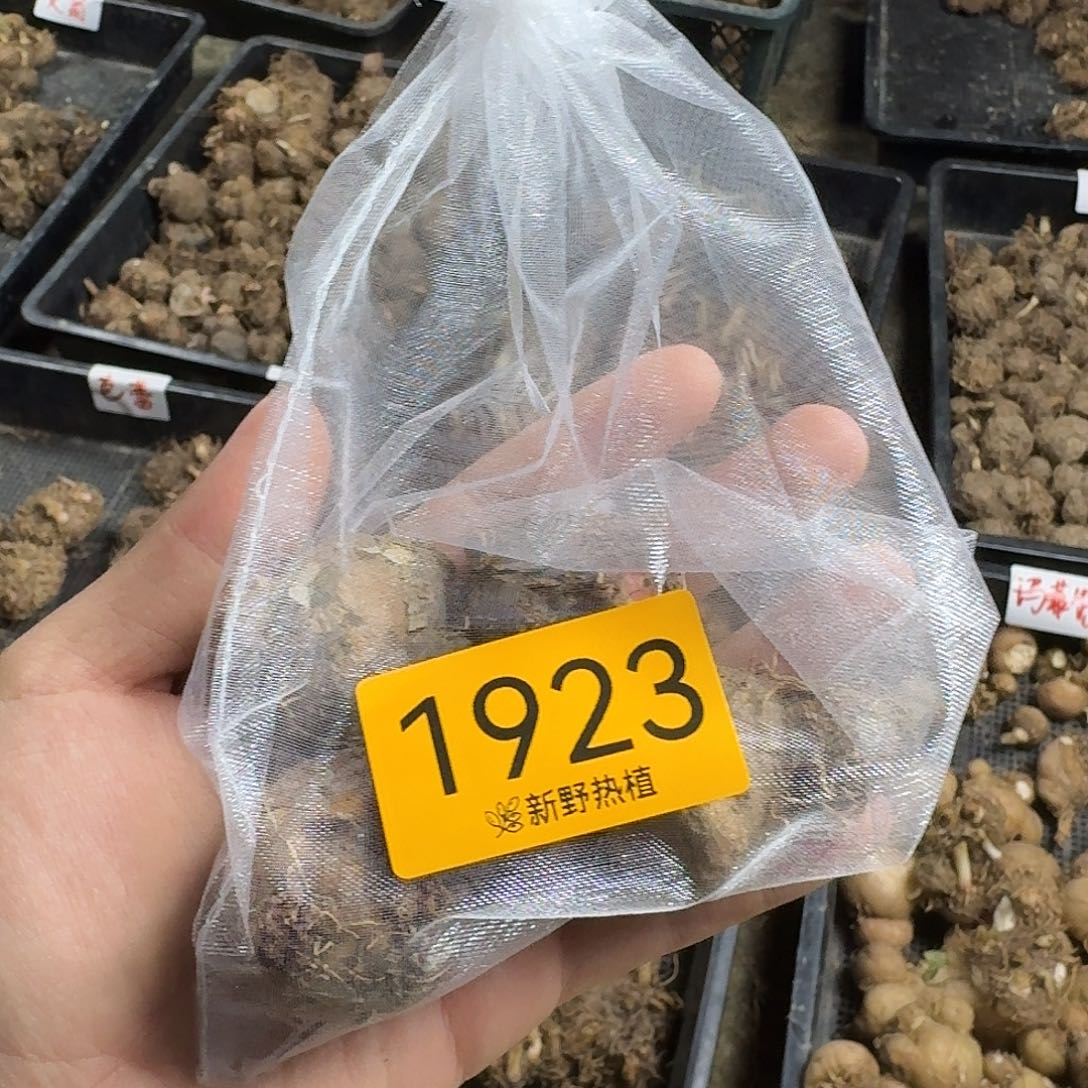 完全开放1923白色恋人裸球不售后