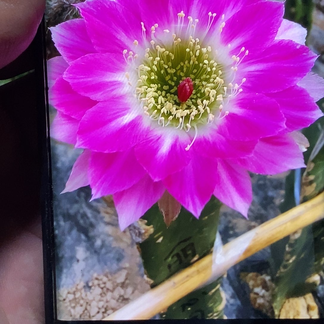 丽 同心圆/侧芽歪20包邮/5公分