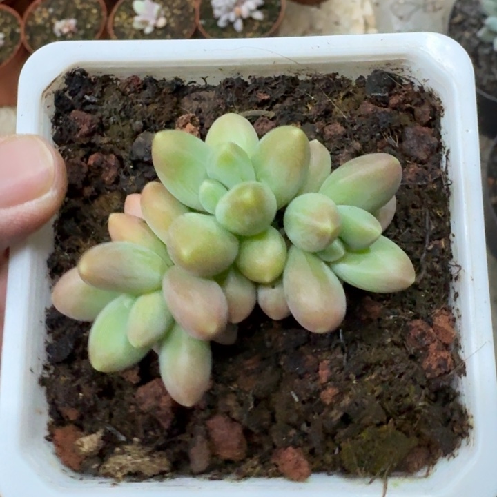 戴蒙德 3头 一物一拍