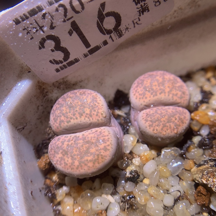 精品生石花220.316