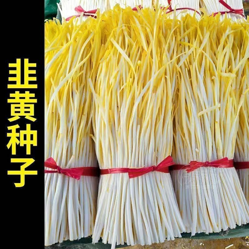 四季韭黄种子遮光种植黄韭菜籽高产耐寒阳台庭院有机蔬菜韭黄种