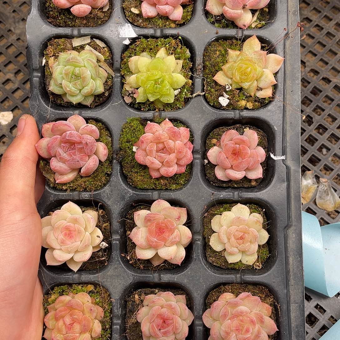 多肉一物一拍9-206
