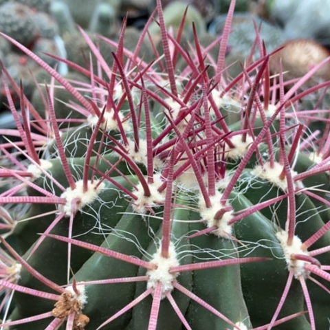 红虎仙人球40米仙人球