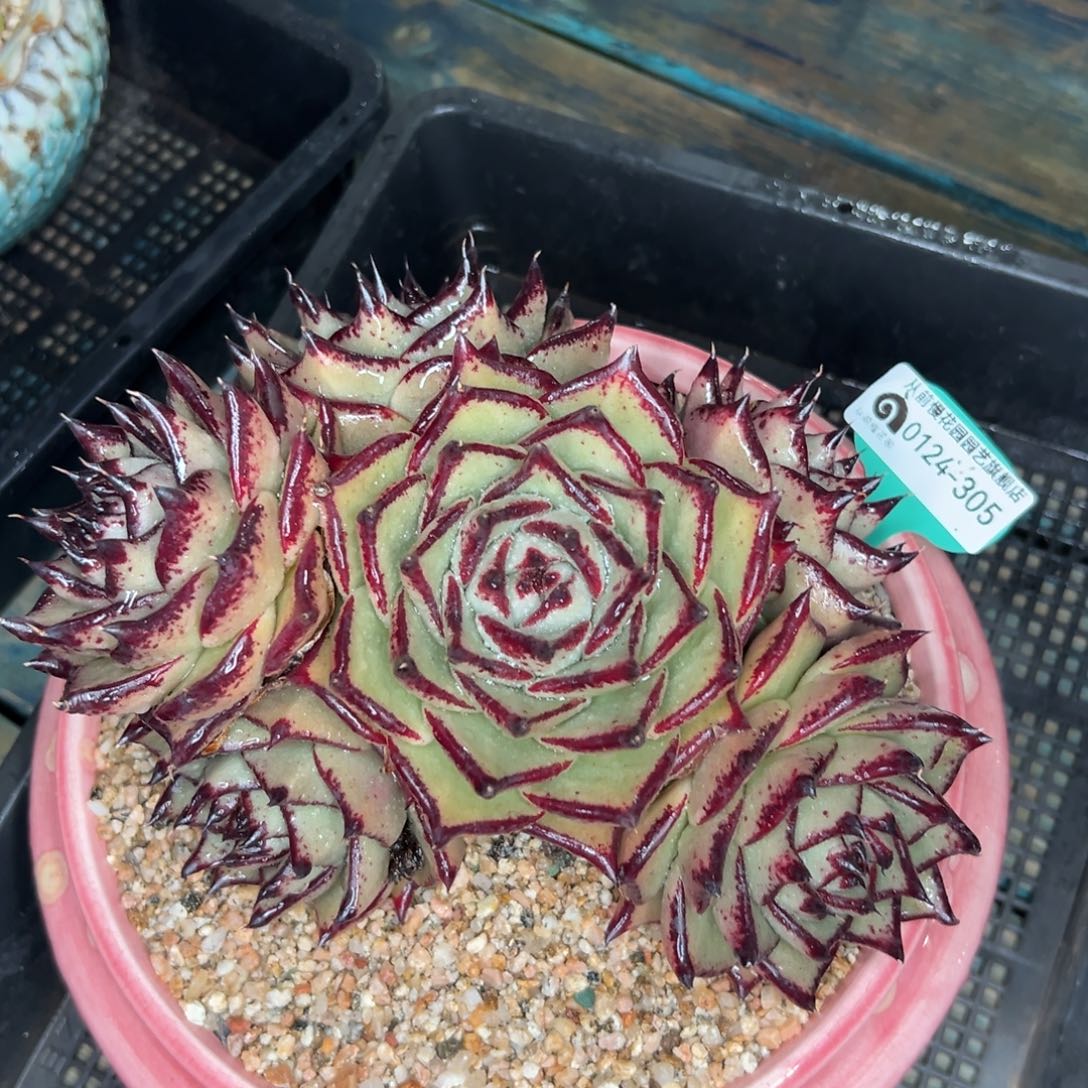 多肉一物一拍0124-305