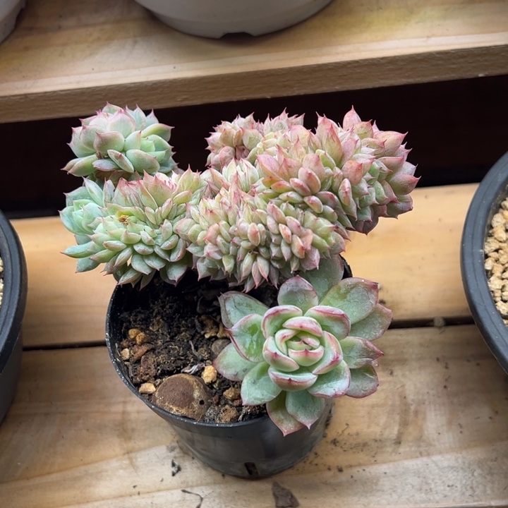 青鸾 缀化 夏鸣园艺