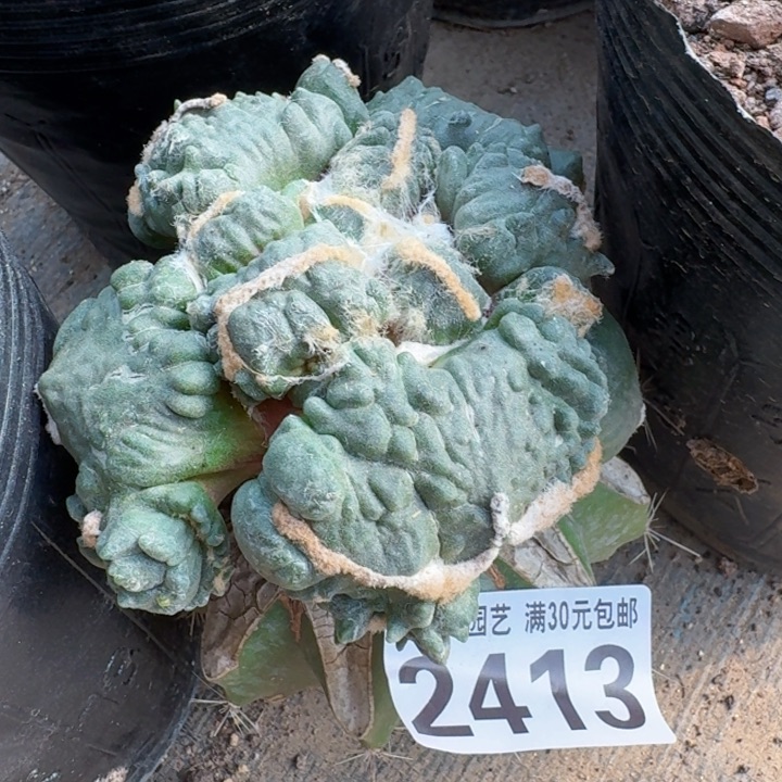 2413变尤蛋怒牡丹