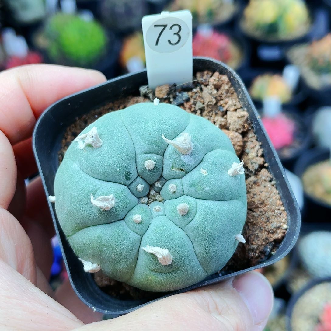 非偏远地区满25发货仙人球