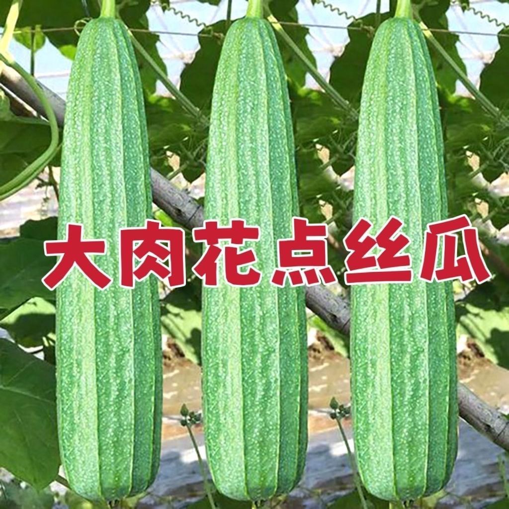 菱角长丝瓜种子大肉棱角丝瓜种子八角丝瓜种子农家庭院蔬菜种子