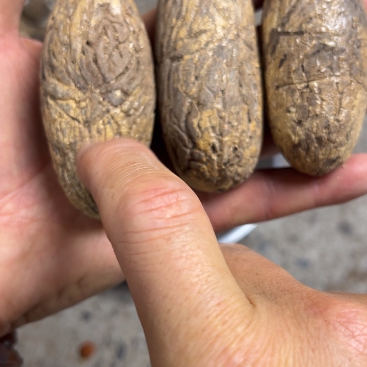 千眼菩提吊坠千眼菩提 61 号。