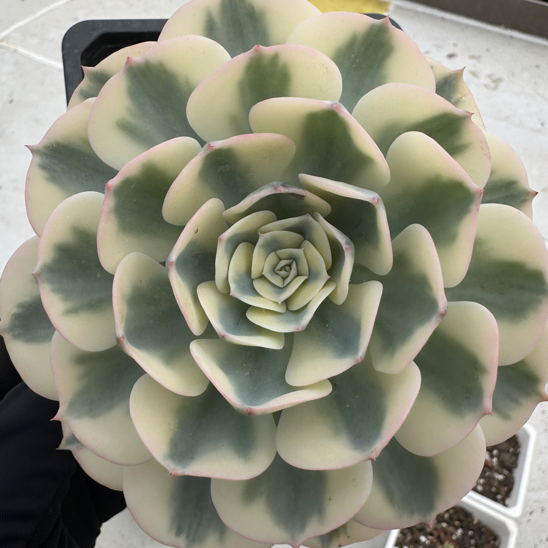 玉蝶锦，多肉植物