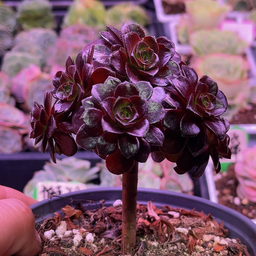 德芙 非偏远包邮 多肉