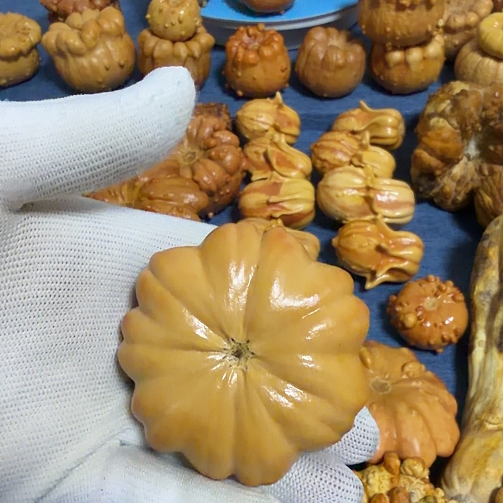 紫***梦墨西哥七彩疙瘩葫芦