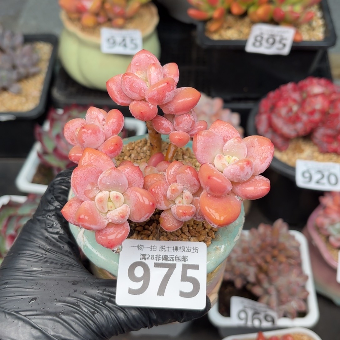 樱花洛神无盆土发货