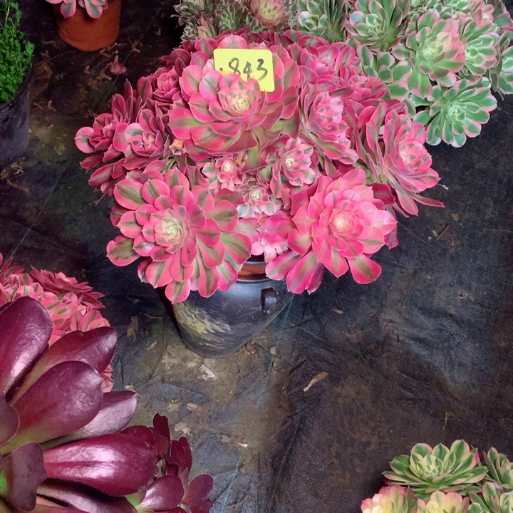 7***M843粉女巫多肉111111