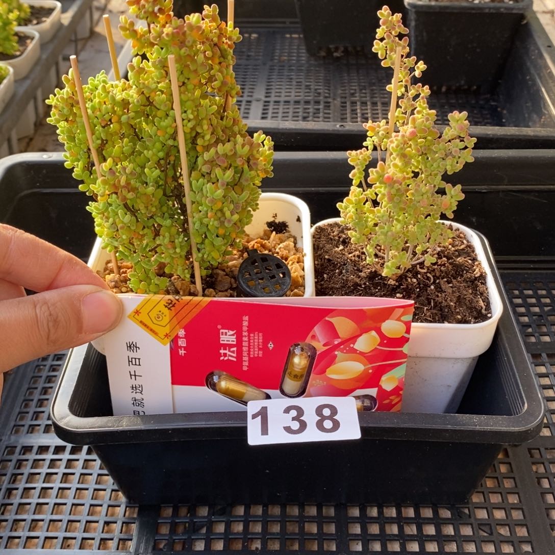 枝干番杏多肉植物138