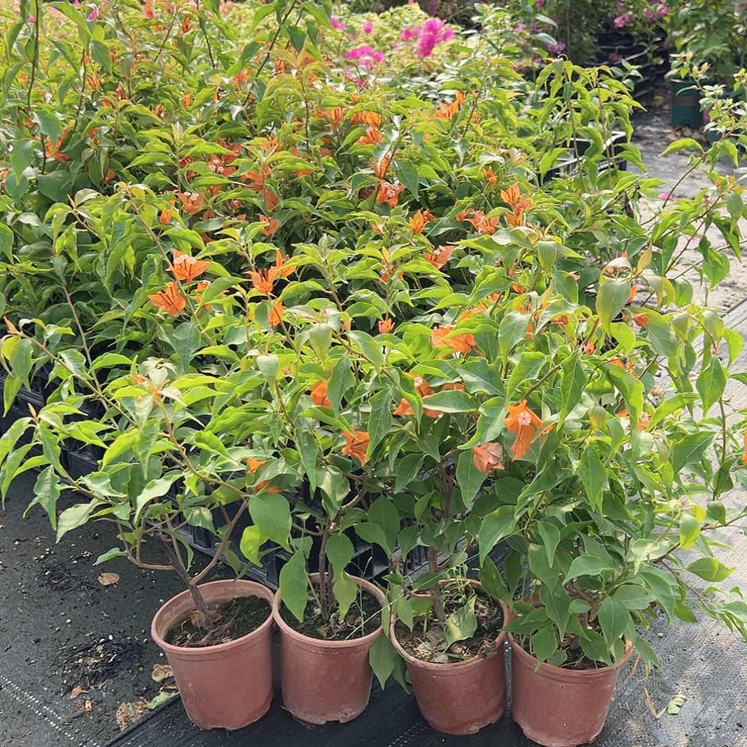 当前无花栽培后可以开花橙桑巴掌中宝一颗
