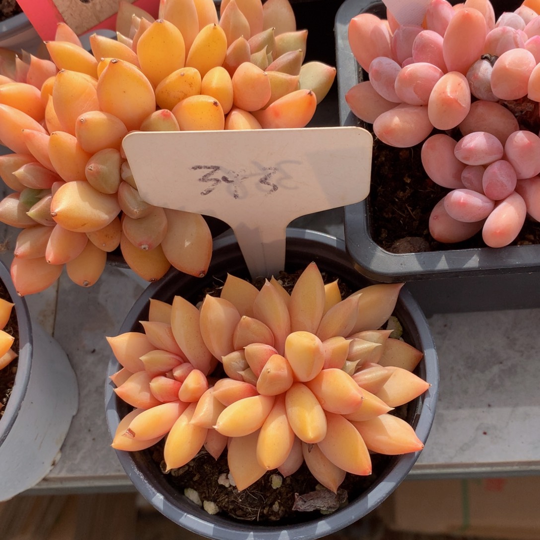 红象牙6262662626272