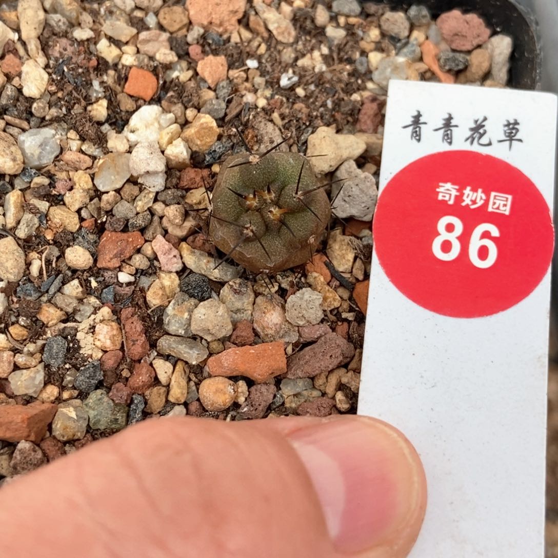 实生龙爪球猛龙玉1.3cm