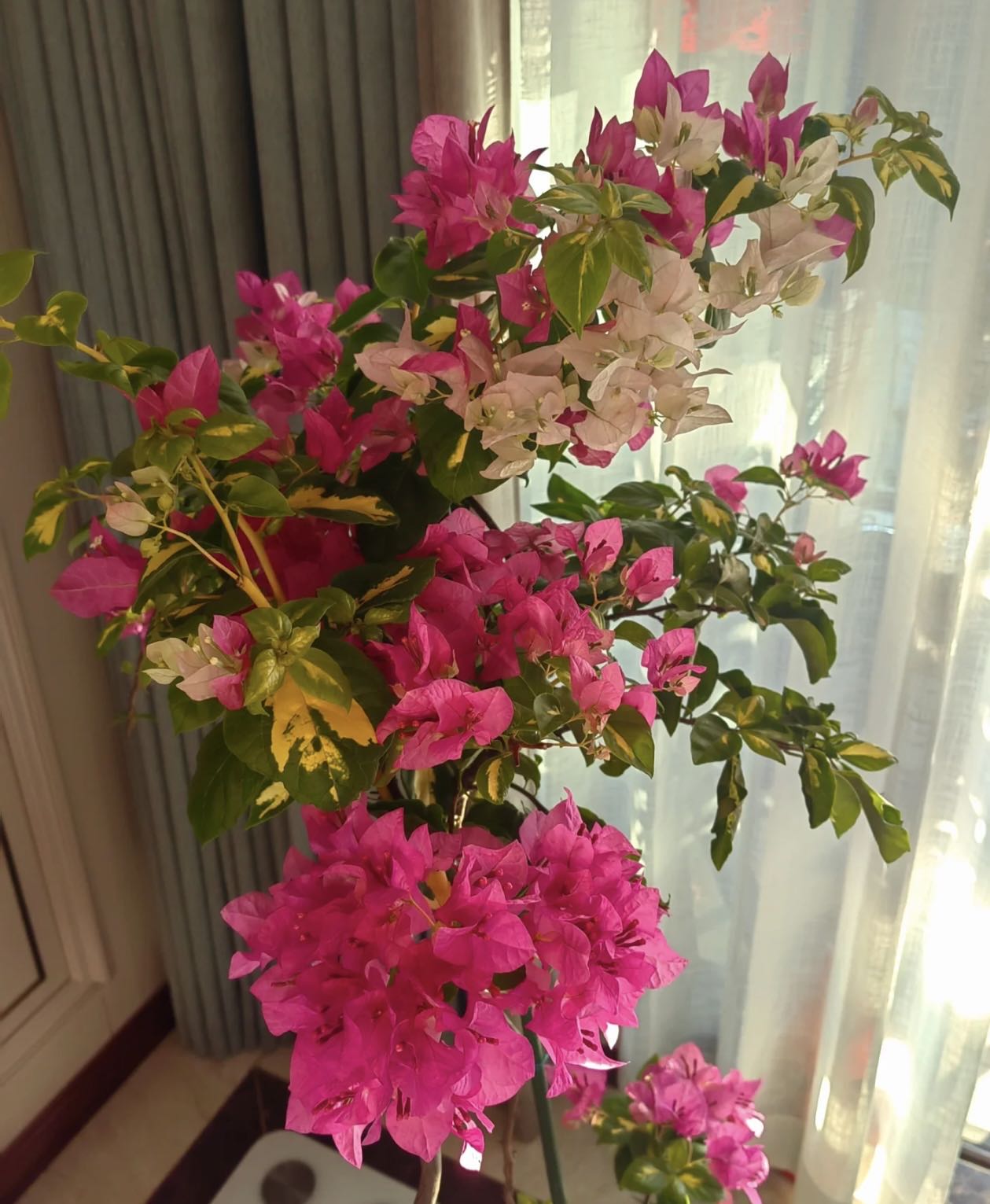 【新疆包邮】金心双色三角梅袋苗基地直发