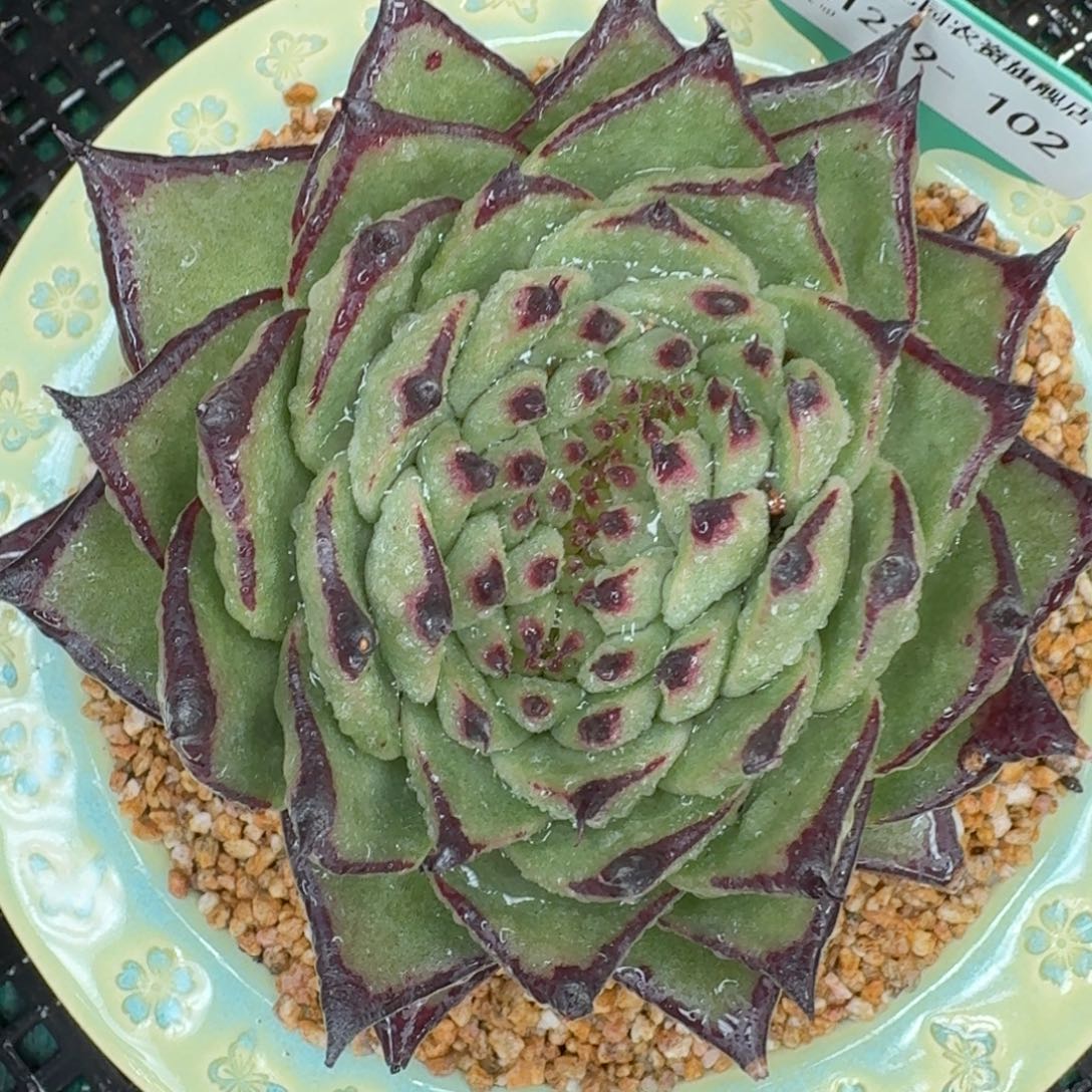 从前慢花园多肉编号1229-102