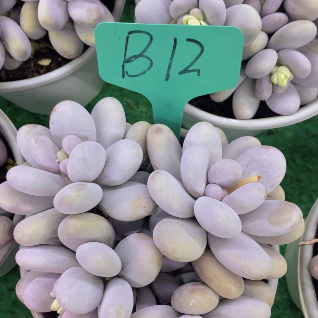 多肉植物，一物一拍，第5场