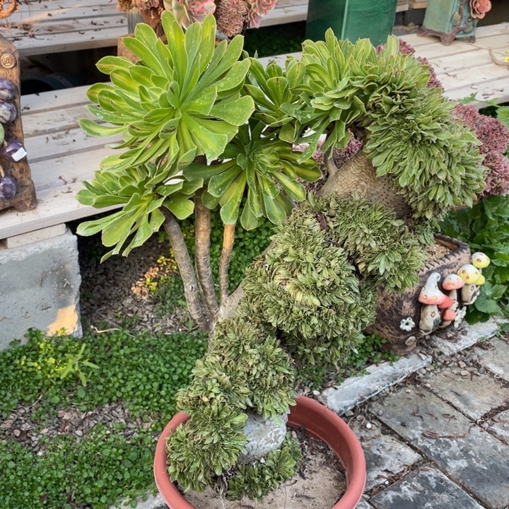 法师老桩缀化碧螺春