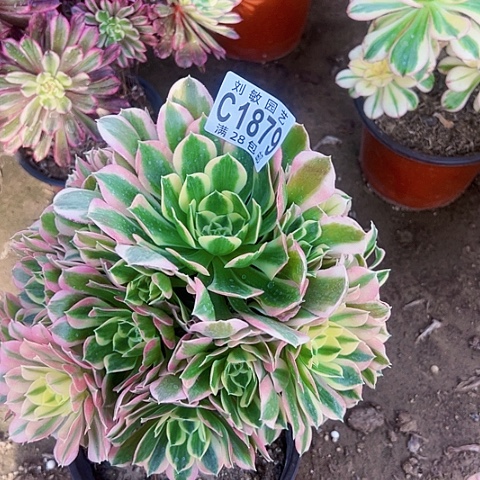 1879多肉植物法师法师法师