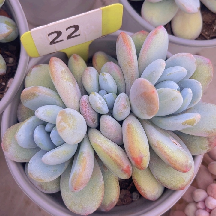 健健康康平平安安多肉