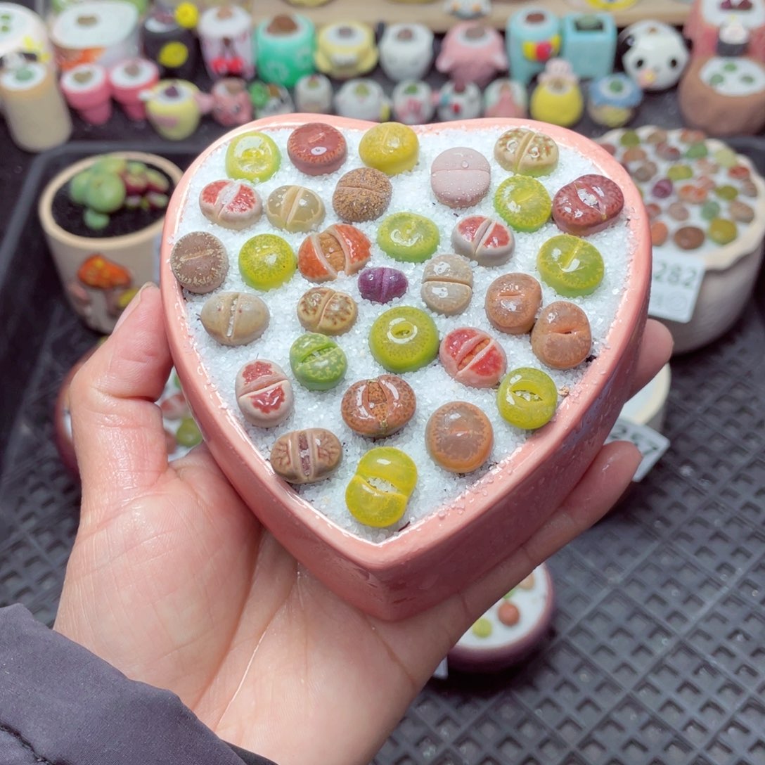 w6283 带盆土发货-零下地区拍保温箱