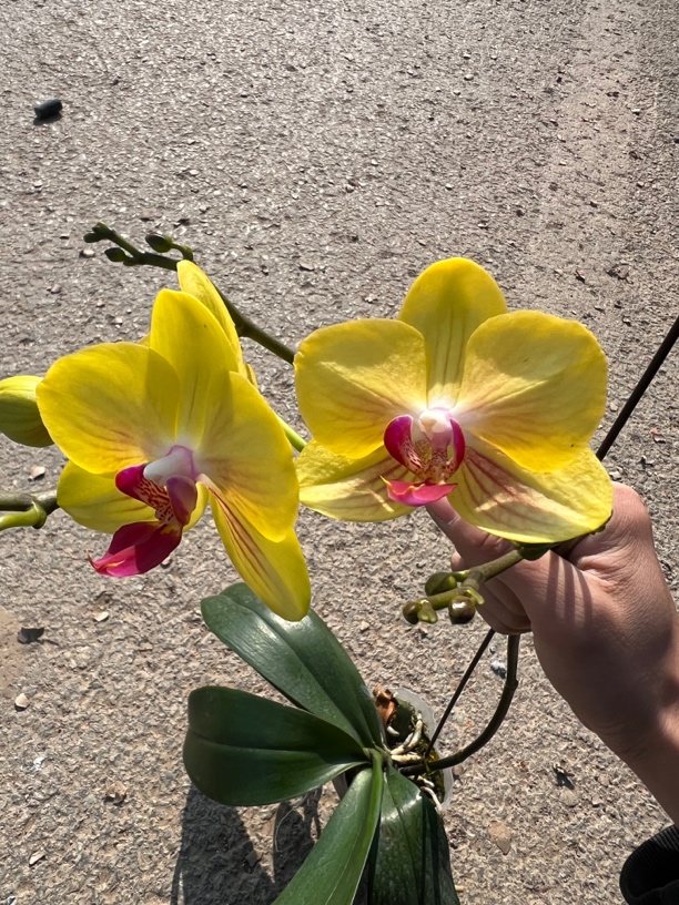 （万红精选）金公主蝴蝶兰黄色系精品花期长好养