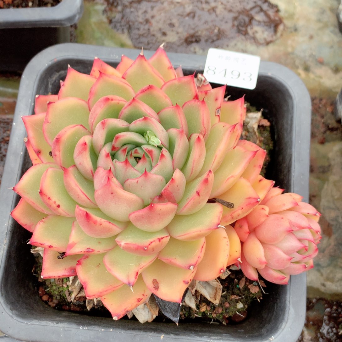 8493杂交多肉植物基地