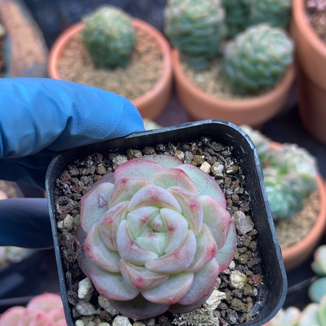 甜心混 福利 多肉植物