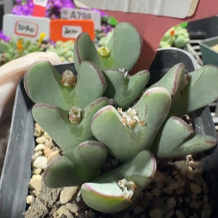 密密麻麻密密麻麻833