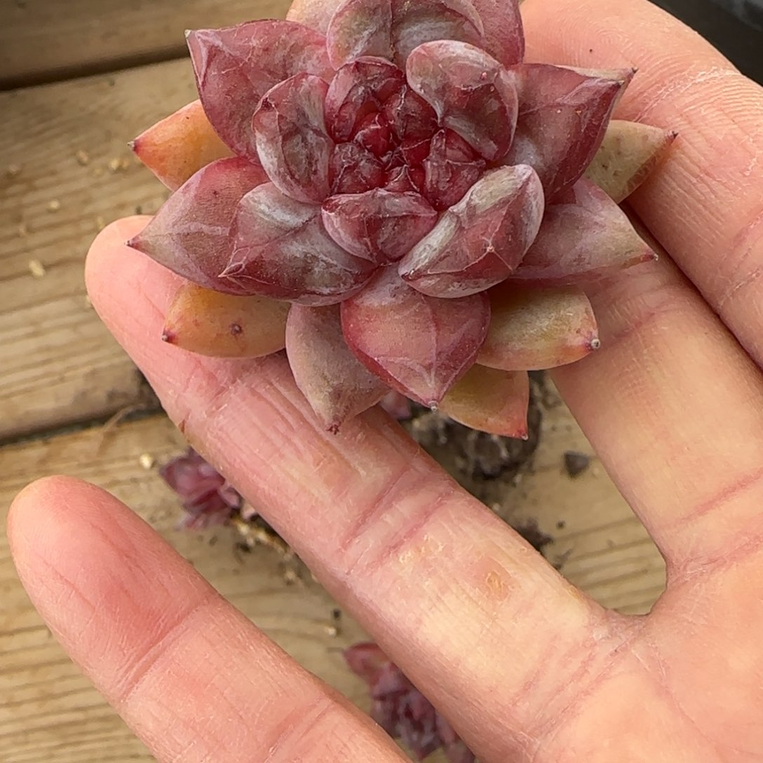 魔***啾啾啾发货多肉2222