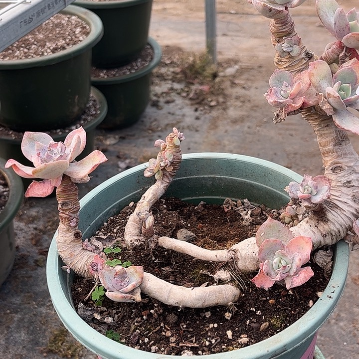 宋***田662不售后白凤脱土不退不换