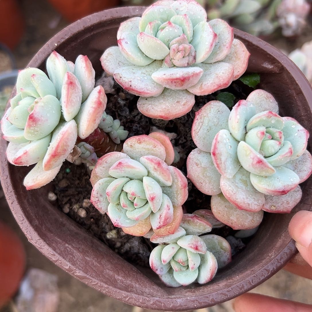 多肉植物多肉植物