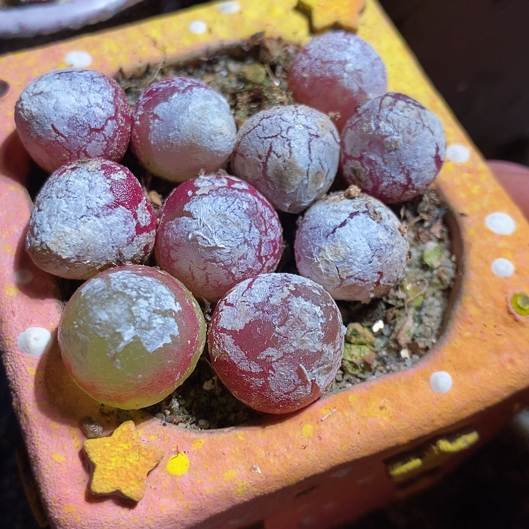 一组十颗大于一厘米灯泡。  