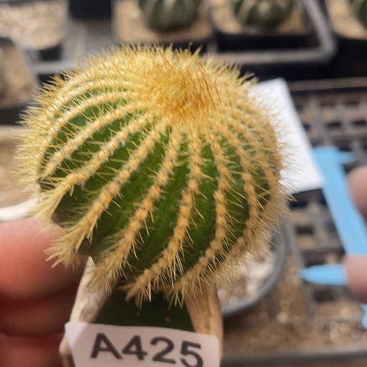 仙人球425号金刺优博