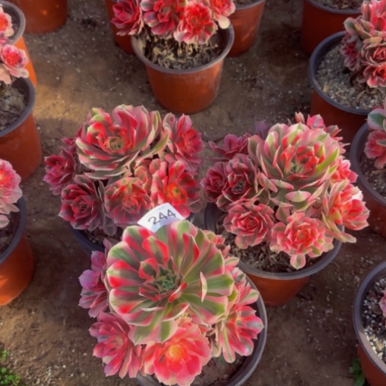 粉女巫3棵10号棚244