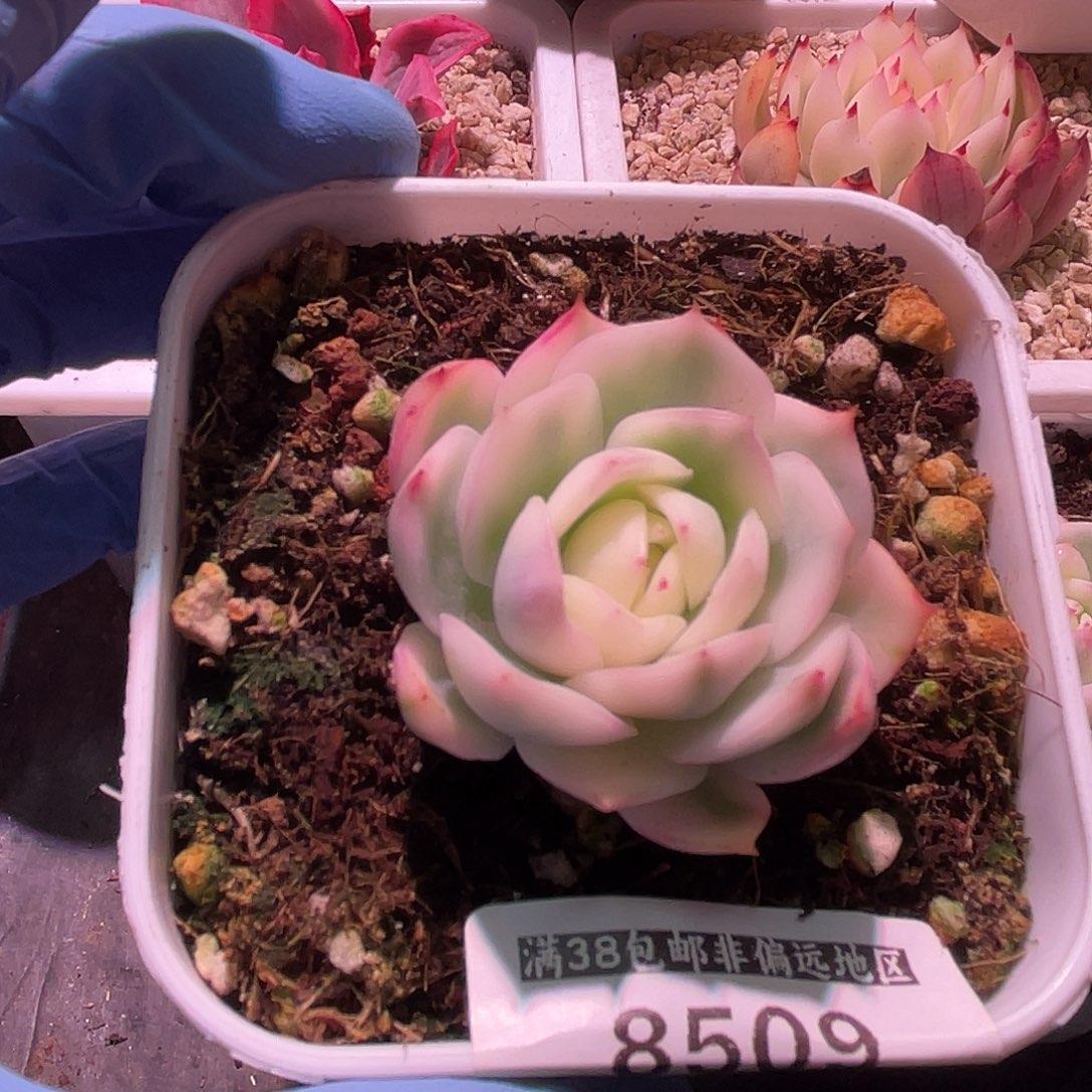 想***儿尚品园艺福利锦8509