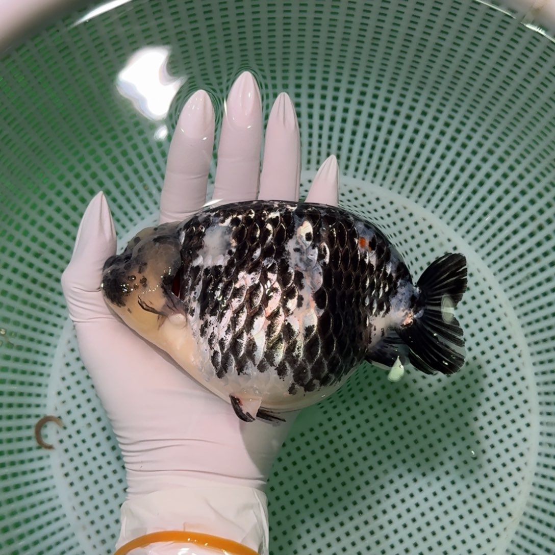 金鱼类不分公母12