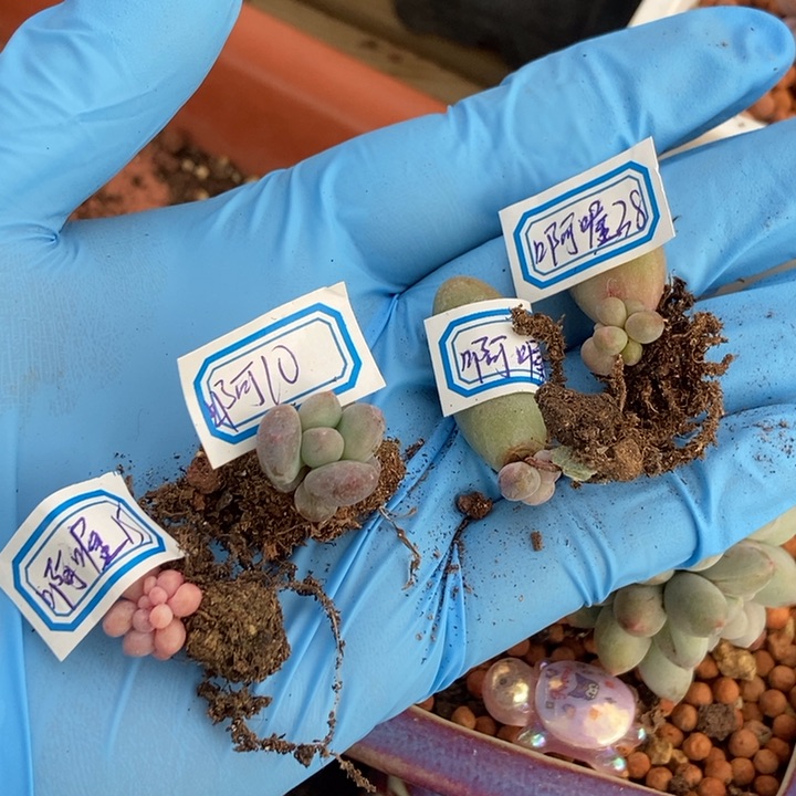 啊*一堆美肉植物多肉